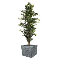 ������ ������������� Nobilis Marco ����� H227 ��