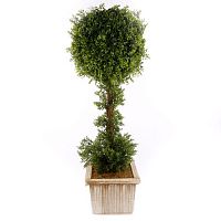 ������ ������������� Nobilis Marco � ����� D33xH100 ��