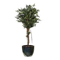 ������ ������������� Nobilis Marco ����� H200 ��