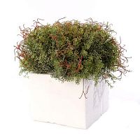 ������ ������������� Nobilis Marco � ����� D23�H38 ��