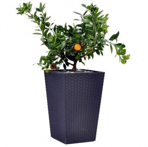 ����� ��� ������ Keter Rattan Planter M 385�385�570 �� ��������